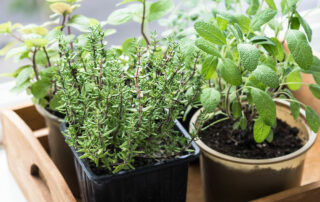 Herbs growing in container garden in senior living community