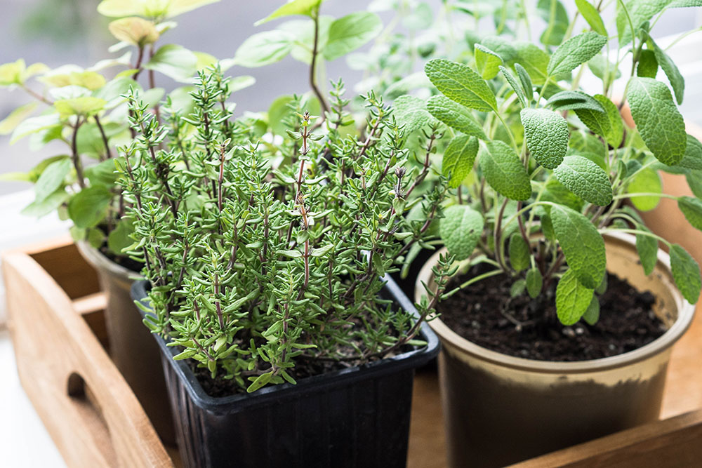 Herbs growing in container garden in senior living community